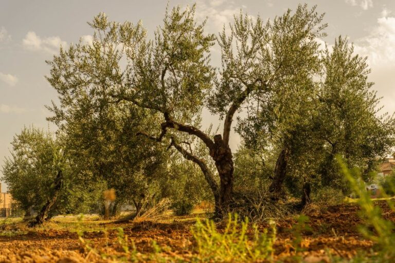 variedad de aceituna para aceite