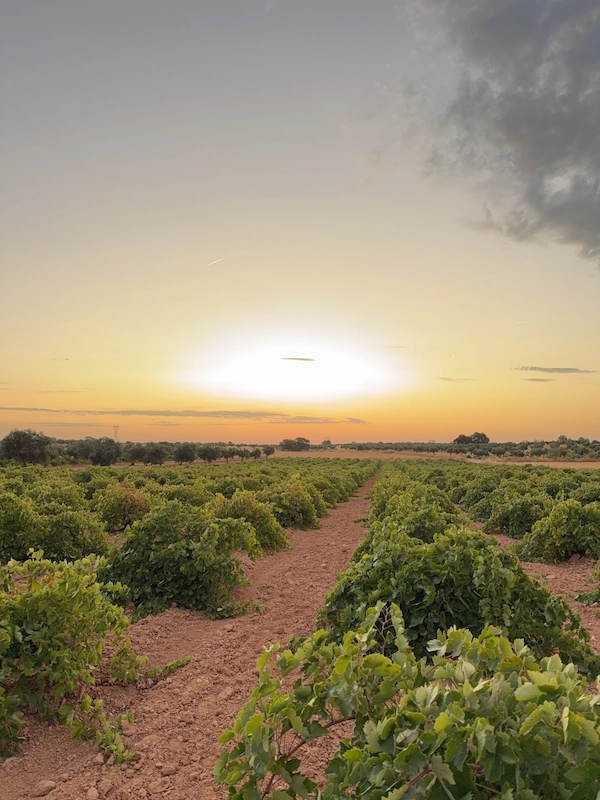 terroir vino